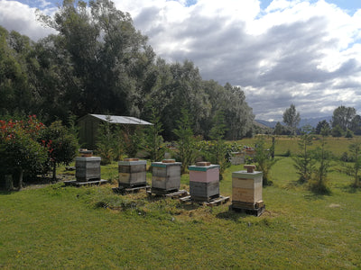 Out and About With Our Bees